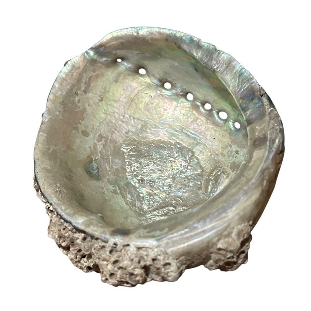Abalone Sea Shell Beach Nautical Bowl Natural 70s 4.5”x5.5” - Picture 2 of 16